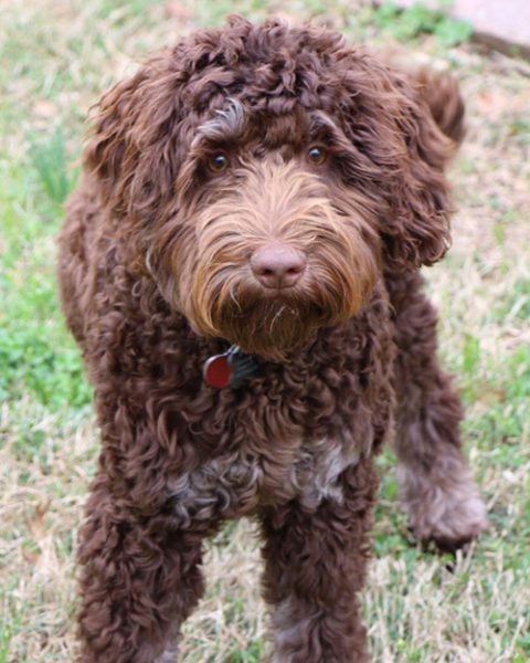 Nelsons Labradoodles | Arkansas Mini Australian Labradoodles